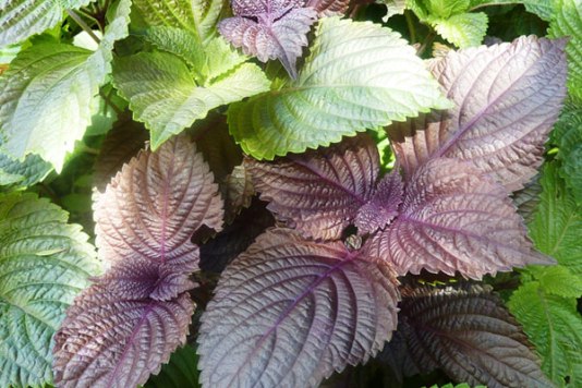 kinh-nghiem-tam-la-tia-to-tri-rom-say-cho-tre-so-sinh