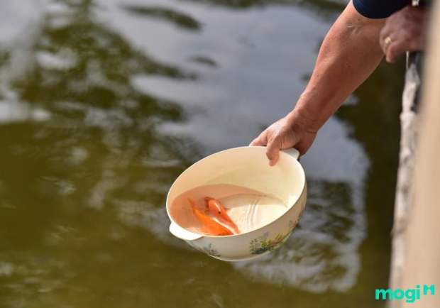 Hướng dẫn phóng sinh đúng&nbsp;pháp